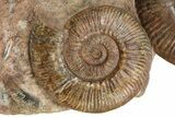 Tall, Jurassic Ammonite (Hammatoceras) Display - France #279365-2